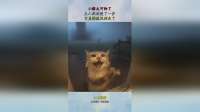 小猫太可怜了，主人救助慢了一步，它直接被风刮走了
