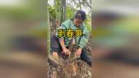 想着这新鲜的春笋，回家清炒一下，肯定鲜香可口