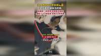 老鼠崽竟把猫当奶妈了