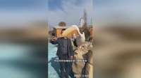 当你给鹈鹕拍照时，它就会假装安静的站在一旁