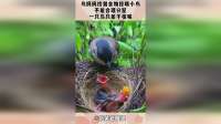 鸟妈妈找到食物投喂小鸟，不能合理分配，一只鸟只能干张嘴！