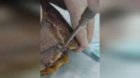 活久见！宠物龟从4楼坠落龟壳摔裂 兽医用钢丝螺钉进行外科手术