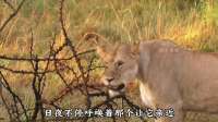 羚羊父母逃命丢下幼崽，本以为难逃狮口，谁知母狮甘愿当起母亲