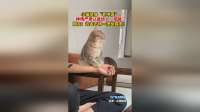 猫咪化身大夫开药方，这操作太成精了！