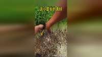 这小菜长的真好，打包包很仔细