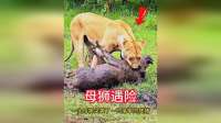 母狮突袭疣猪却遭遇鬣狗的惊险瞬间！