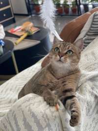 流浪猫被收养后昏睡三天，得知真相网友集体破防：它撑得太久了