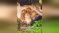 母狮产崽后，需要守护幼狮多久，才能重返狩猎场？