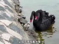 《黑天鹅奇行引热议：揭秘神秘现象！》
