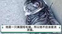 足足守候两天不肯离开，心疼小猫，今天我决定带你一起回家！