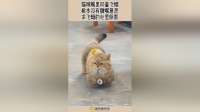 猫咪嘴里叼着飞蛾，根本没有撒嘴意思，求飞蛾的心里阴影！