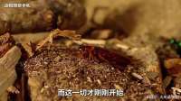 0.01微升毒液！扁头泥蜂上演2针绝杀，将蟑螂变成僵尸傀儡！