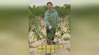 两年沙漠种植，和田大枣树成功定型！