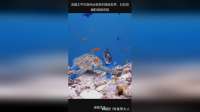 浩瀚太平洋蓝色治愈系的海底世界，五彩斑斓的海底奇观