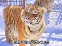 东北虎“完达山一号”一掌拍碎车窗，霸气侧漏