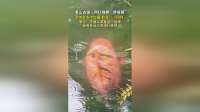 网红锦鲤 “胖成猪”因体型多次出圈，景区：不建议游客投喂