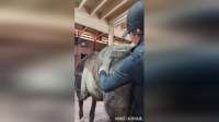 饲养员给马儿刮毛的过程，看着真的太解压了
