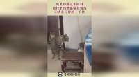 城里的猫过年回村，被村里的狸猫堵在角落，50块在打你的三千块！