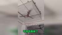 这老板真细心，把风扇全都用铁网罩起来了