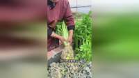 她把菜种在石头上，收成翻两倍，这究竟是怎么回事呢