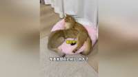 见过7个月还在喝奶的猫吗？