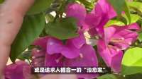 剪不剪，怎么剪？你的三角梅，成了“科学”与“手感”的战场