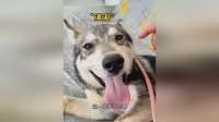 四月大捷克狼犬护食凶猛，主人紧急纠正刻不容缓