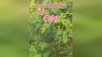 汉源密剑李，个大皮薄汁多脆甜，与凤凰李媲美