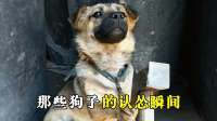 那些狗子认怂的搞笑瞬间