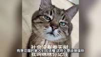 72只猫咪组成灭鼠大队，各个都是丧彪级别！