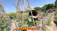 三天没到小菜园，翻天覆地变化让人惊叹
