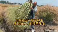大哥种出一颗菜籽王，看这块头，能榨两斤油