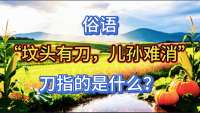 误解多年的农村俗语，坟头有刀，真相朴实又通透