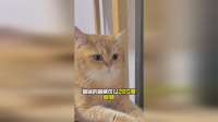 猫咪眼睛怎么突然变大，赶紧跑