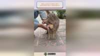 猫妈三次将孩子送给陌生男子，背后的原因不禁让人感叹母爱伟大