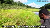 黑哥在南美洲徒手捕捉一条巨型森蚺，结果反手就被咬一口，大意了