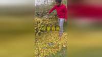 这是什么果子，产量真的很高啊