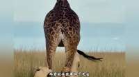 母狮猎杀2000斤长颈鹿：弱肉强食，动物世界奇观！