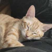 橘子小猫剧