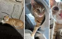 流浪猫拦路求抱抱，情侣本想帮找家，结果自己成了家
