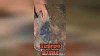河沟里的龙虾，原来是这样睡觉的！
