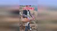 大山上的橘子，原来这样种的！