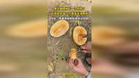果农随便摘下一个哈密瓜，品相极佳，每一刀都发出清脆声
