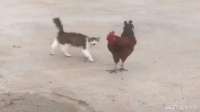 猫咪就喜欢到处撒娇，连农村三霸之一的大公鸡，都难逃其毒手啊！