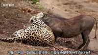 疣猪以为能逃脱，怎料花豹重重一记猛摔，彻底断送疣猪的逃生之路