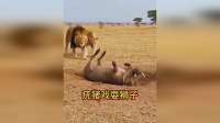 疣猪戏耍狮子的精彩场面