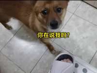 盘点那些能听懂人话的动物，都成精了