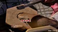 最后不还是出来了