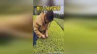 整儿八经的采茶，价格不便宜