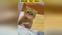 猫咪不满主人插手，傲娇回怼：干嘛！